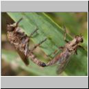 Tolmerus atricapillus - Raubfliege 03.jpg